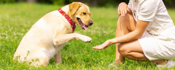 éducateurs canins