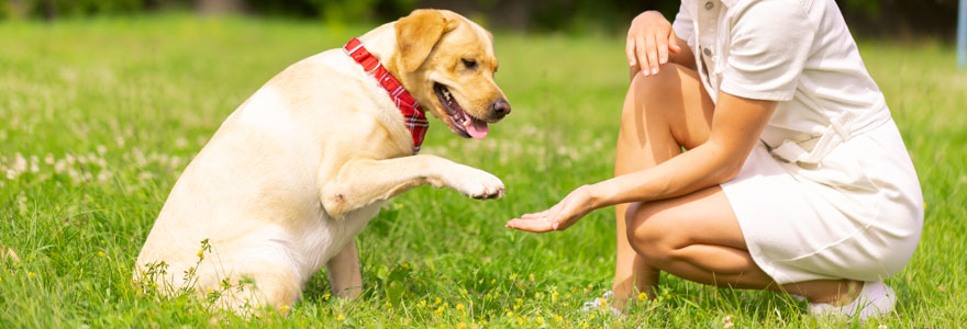 éducateurs canins